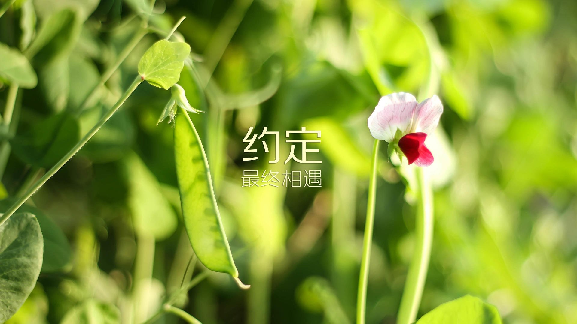 全面足球锦标赛，年轻球员崭露头角，足球锦标赛有哪些